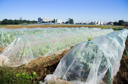 【失敗しないベランダ菜園】家で育てられる意外な野菜と簡単な虫除けの方法_img0