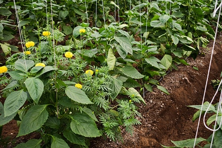 【今ブームのベランダ菜園】食卓がおしゃれになる失敗しないハーブ_img0