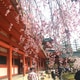ひとり旅ビギナーズに京都がおすすめの理由〜満開の桜を追って、女ひとり旅