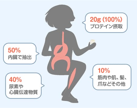 運動はしていませんがプロテインは40代・50代でも飲むべき？美しさのためのたんぱく質の基礎知識を教えます！【プロテインひろこ】_img0