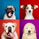 ネガティブ感情は「７種類の犬」に例えられる？自分を知り「折れない心」を作る方法