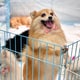 ニコニコ笑うワンコが可愛すぎる！保護犬って、こんなに人懐っこいの？！