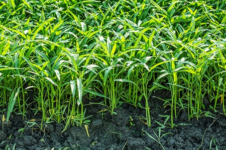 【失敗しないベランダ菜園】家で育てられる意外な野菜と簡単な虫除けの方法_img0