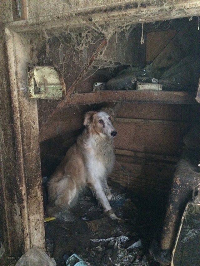 痩せ細り 糞尿まみれで 多頭飼育崩壊の痛ましい現実 犬たちよ いま助けに行くからね 今気になる 本とマンガ 手のひらライブラリー Mi Mollet ミモレ 明日の私へ 小さな一歩