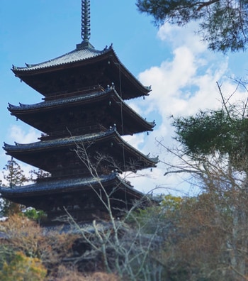 【桜文様】京の花見、私的おすすめ_img0