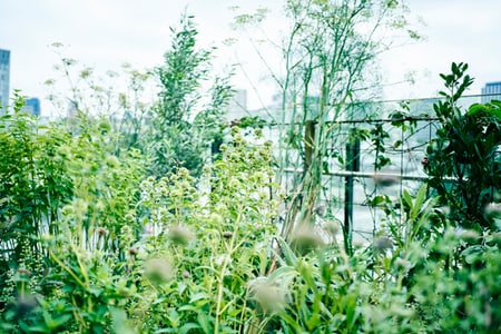 料理人・野村友里さんに聞く「料理に重宝する育てやすい野菜とハーブ」_img0