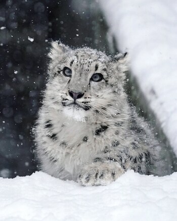 【猫の日】怖そうなトラも表情豊かな「猫」だと知ってほしい！写真集『ほぼねこ』が大ヒット中「RIKU」さん_img0