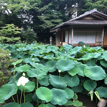 【お誘い】処暑の京都で、美しい装束と伝統文化にふれるトークイベント_img0